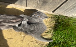 Scottish Fold cats for sale: Scottish-fold Kittens   - Image 24