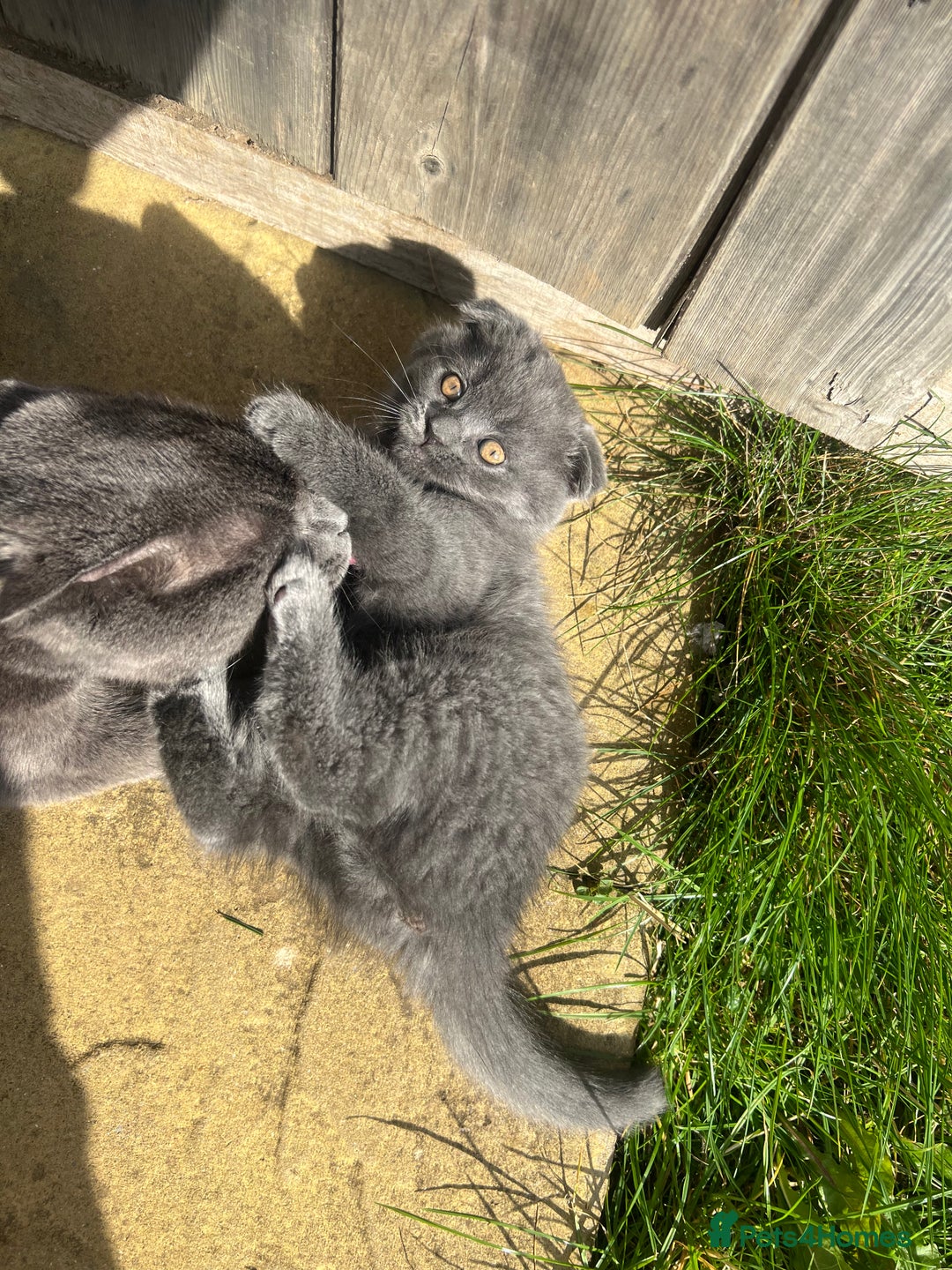 Scottish Fold cats for sale: Scottish-fold Kittens   - Image 24