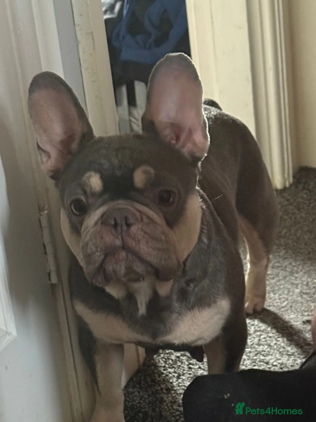 French Bulldog dogs for sale: French bulldogs  - Advert 1