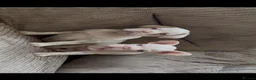 French Bulldog dogs for sale: French bulldog pink puppies for sale  - Advert 6