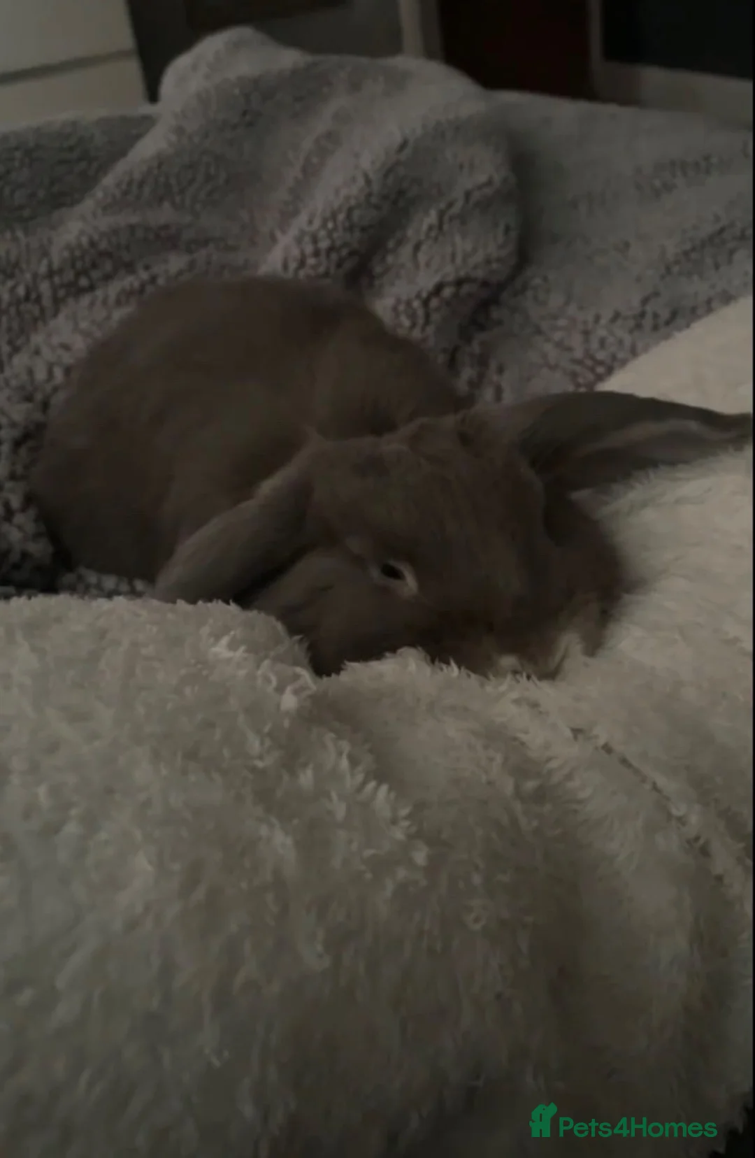 Mini Lop rabbits for sale: Blueberry  in Great Yarmouth - Advert 2