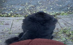 Newfoundland dogs for stud: Newfoundland stud  - Image 8