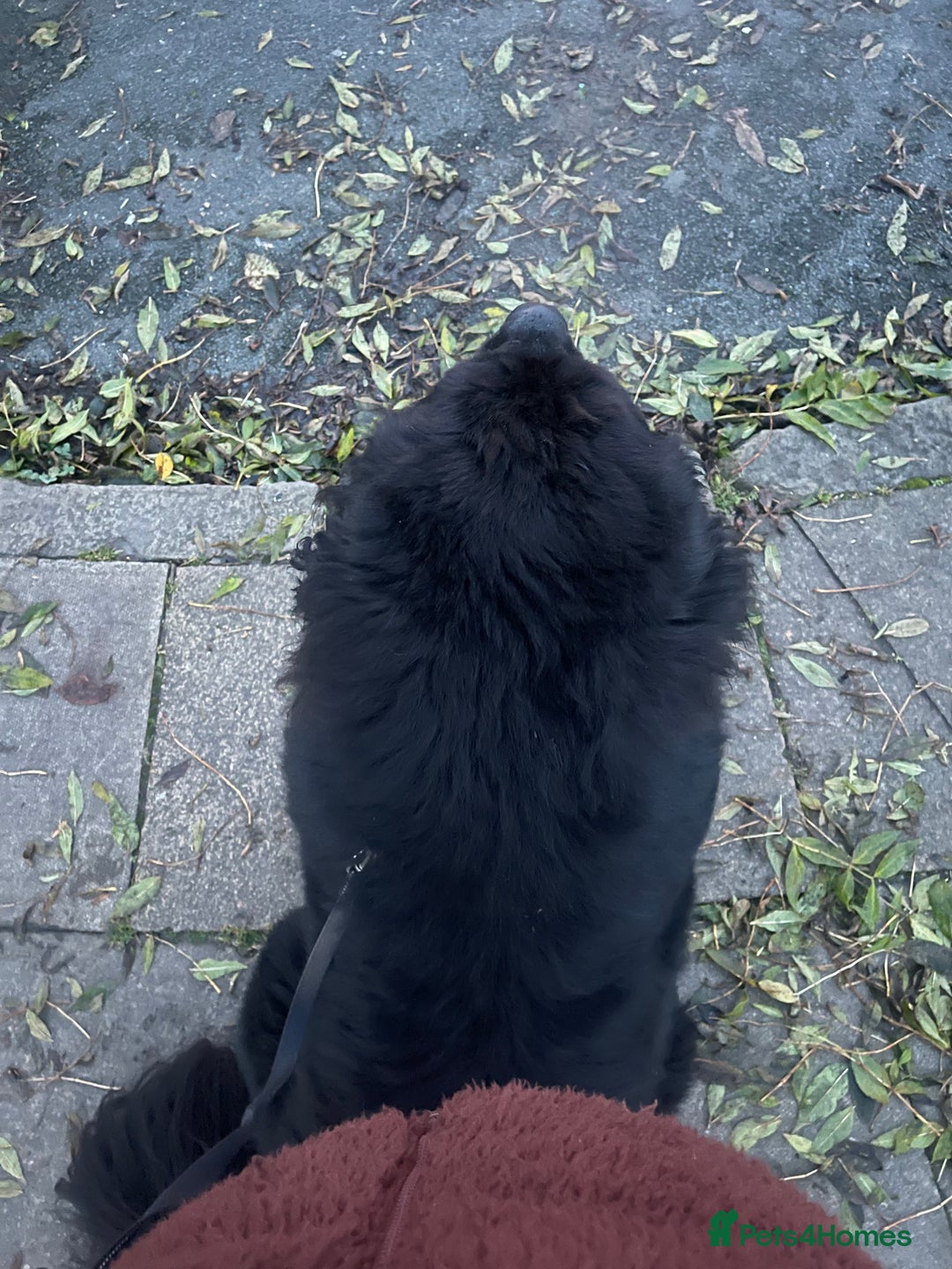 Newfoundland dogs for stud: Newfoundland stud  - Image 8