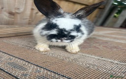 Mini Lion Lop rabbits for sale: Beautiful lion heap x lion lop - Image 4