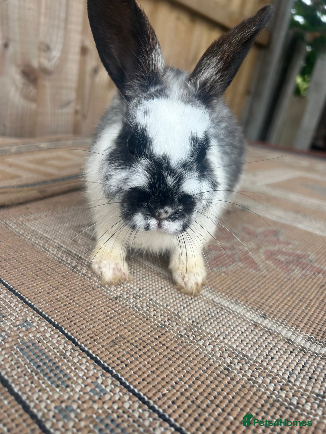 Mini Lion Lop rabbits for sale: Beautiful lion heap x lion lop - Image 4