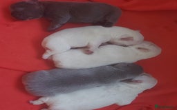 French Bulldog dogs for sale: 4 fluffy French bull dogs pups males 1 female  - Image 2