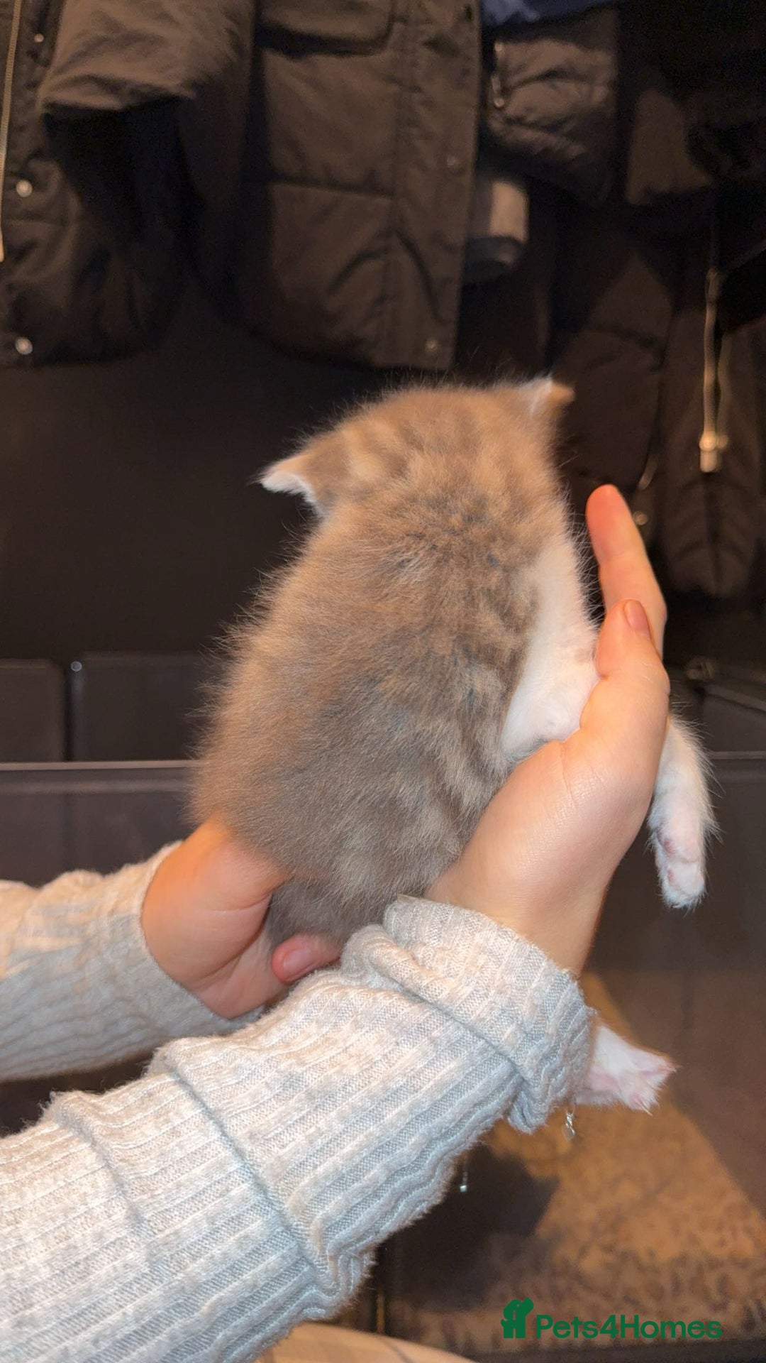 Bengal cats for sale: Girl Bengal cross kitten  - Advert 4