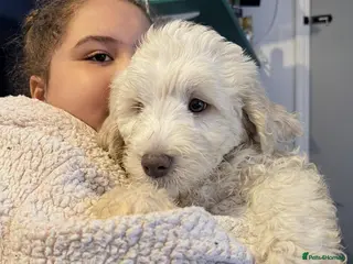 Australian Labradoodle dogs Labradoodle - Advert 3