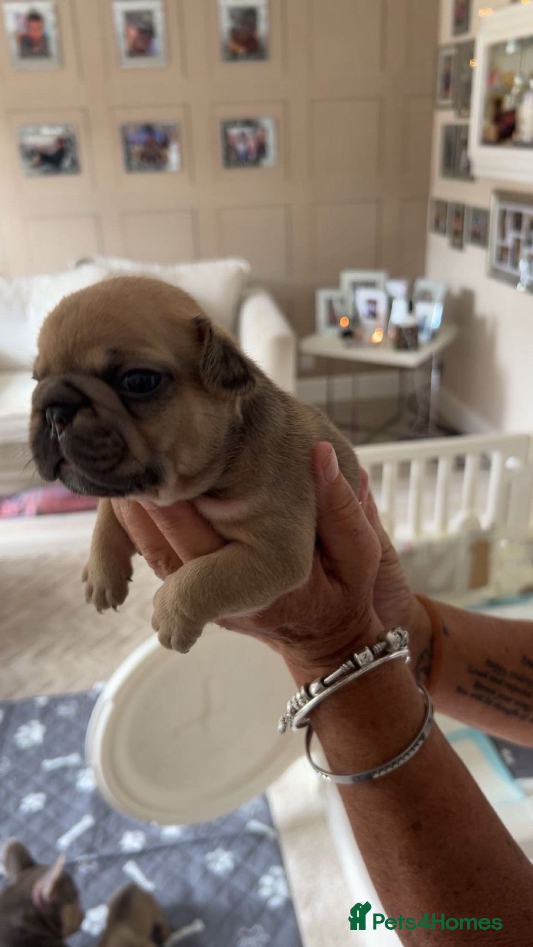 French Bulldog dogs for sale: French Bulldog puppies - Image 32