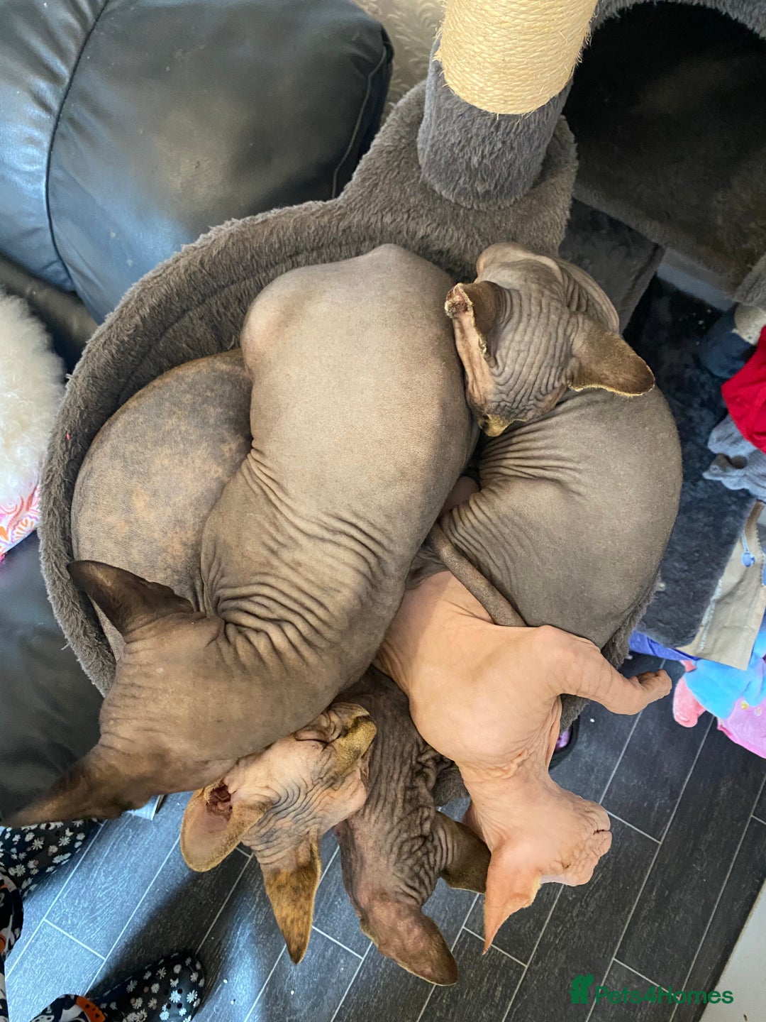 Sphynx cats for sale: Sphynx kittens  - Image 6