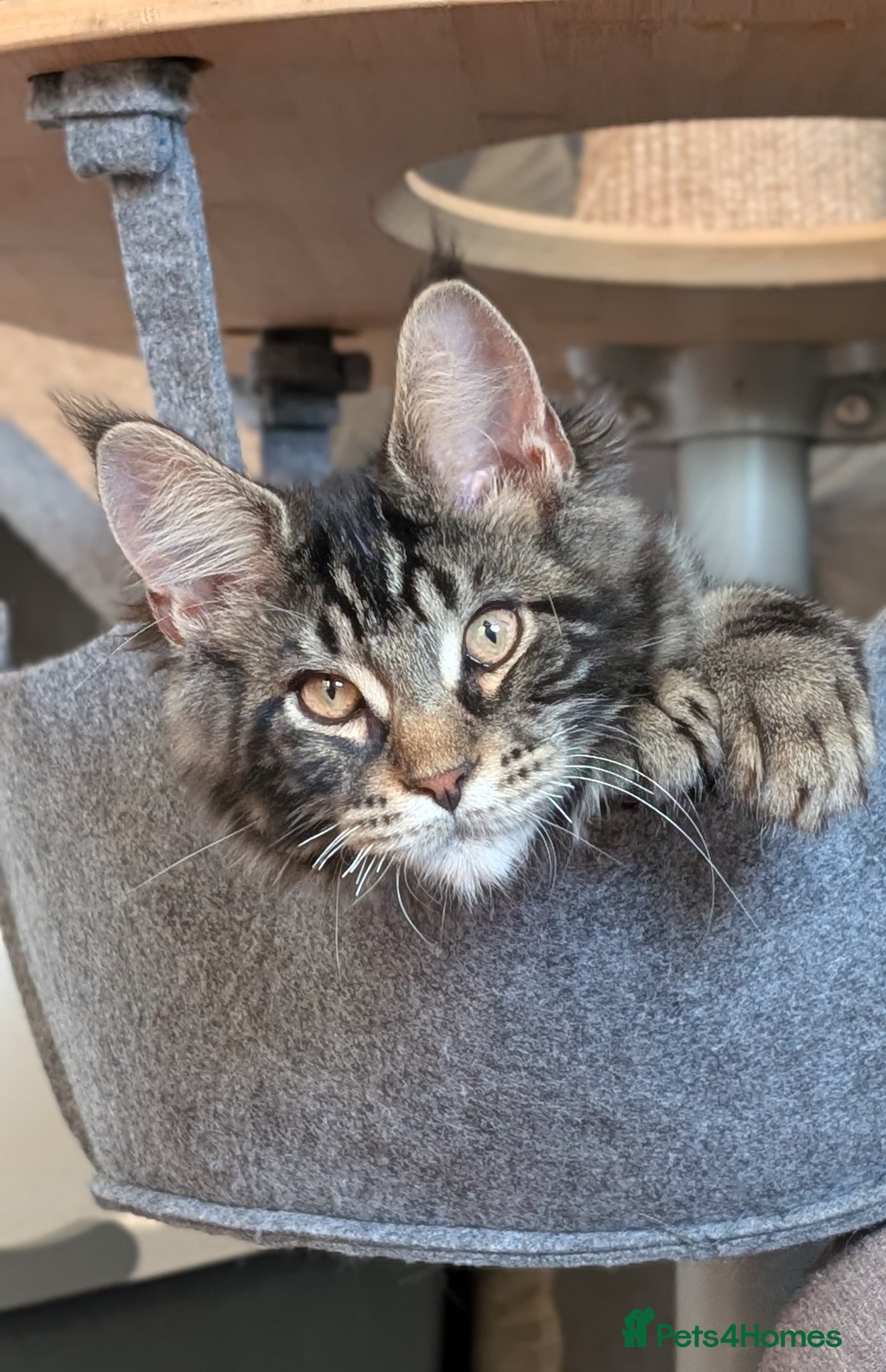 Maine Coon cats Pedigree Maine coons kittens Tica registered - Advert 1