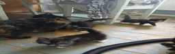 Mixed Breed cats for sale: Long haired kittens  in Swanscombe - Advert 13