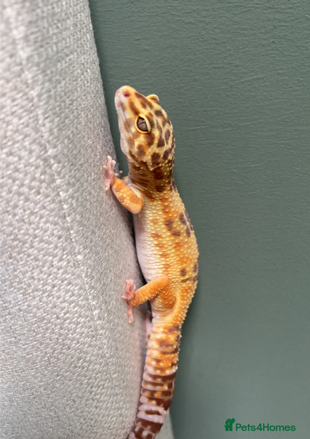 Leopard Gecko reptiles for sale: Female leopard gecko 💖 in Blyth - Advert 4