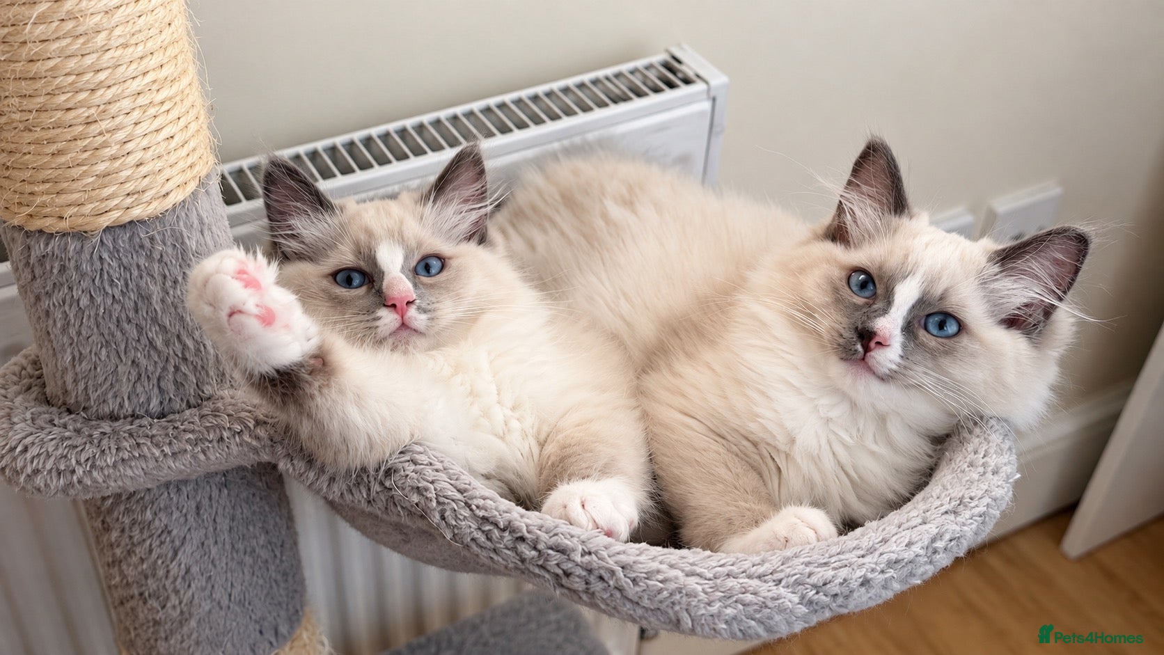 Ragdoll cats ✨GCCF REGISTERED RAGDOLLS CHAMPION BLOODLINES - Advert 1