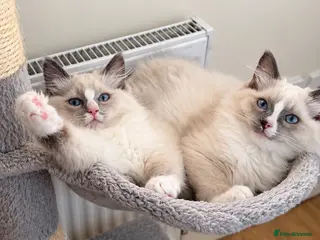 Ragdoll cats ✨GCCF REGISTERED RAGDOLLS CHAMPION BLOODLINES - Advert 1