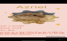 Hamster rodents for sale: Hamsters  - Image 10