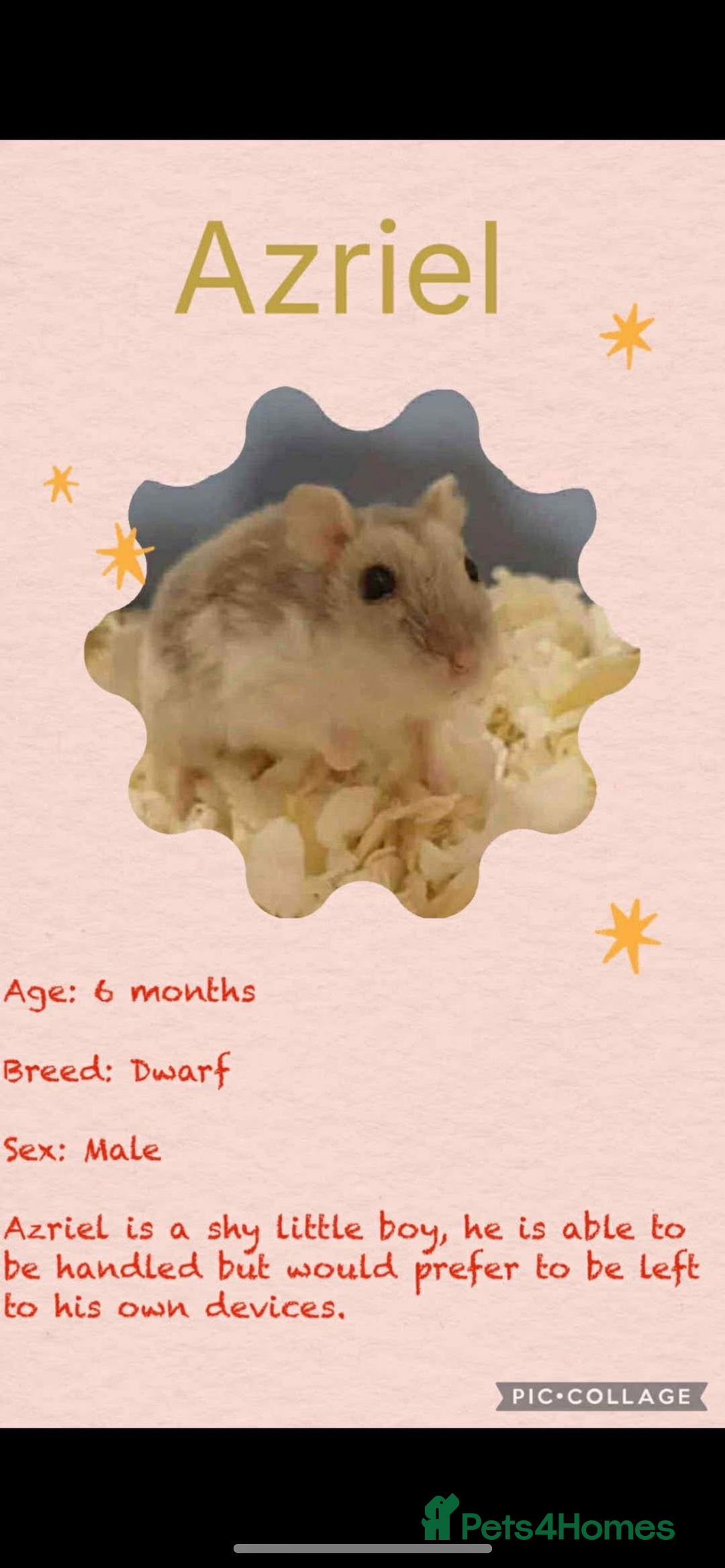 Hamster rodents for sale: Hamsters  - Image 10