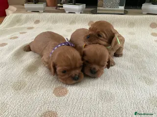 Cavalier King Charles Spaniel dogs for sale: Ruby Cavalier King Charles Spaniels Puppy’s - Advert 3