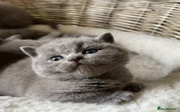 British Shorthair cats for stud: 👑 NEW STUD CHAMPION BRED GCCF BLUE BOY 👑 in Derby - Image 4