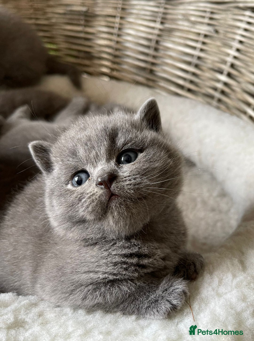 British Shorthair cats for stud: 👑 NEW STUD CHAMPION BRED GCCF BLUE BOY 👑 in Derby - Image 4