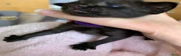 Mixed Breed cats for sale: Half Siamese Oriental Kittens - Advert 6