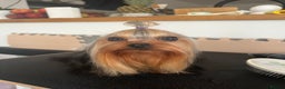 Yorkshire Terrier dogs for stud: Super small Yorkie with short muzzle DNA tested in Sheffield - Advert 7