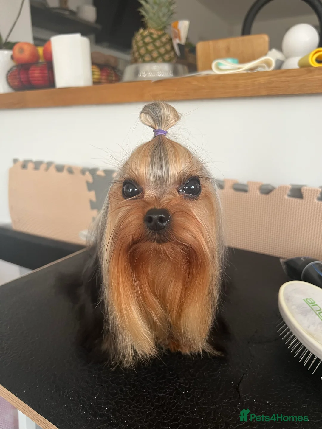 Yorkshire Terrier dogs for stud: Super small Yorkie with short muzzle DNA tested in Sheffield - Advert 7
