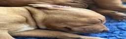 Mixed Breed dogs for sale: Beautiful Vizlador puppies. (Fox Red Lab x Vizsla - Advert 12