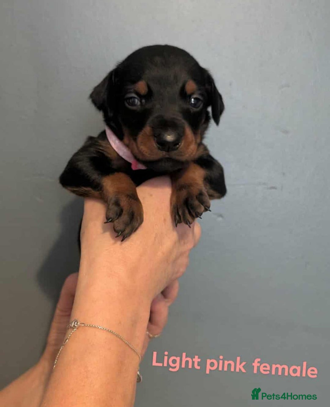 Dobermann dogs for sale: Top Quality Pedigree Dobermanns – Black & Tan - Advert 3