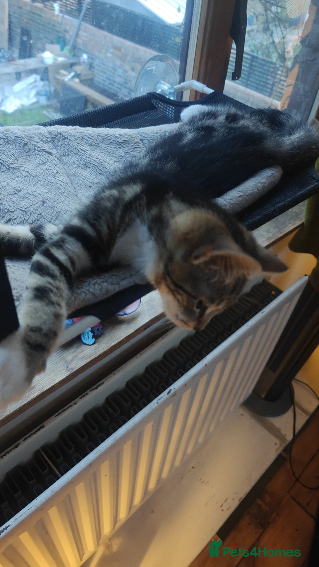 Mixed Breed cats for sale: Kitten for sale with boots - Advert 3