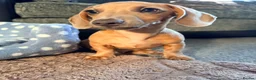 Miniature Dachshund dogs for sale: Isabella miniature Dachshund - Advert 6