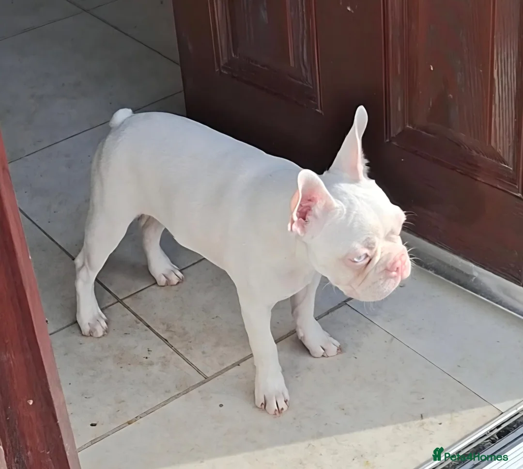 Boston Terrier dogs for sale: 2 Now Available Reduced Rare Boston Terrier Boys.  - Advert 1