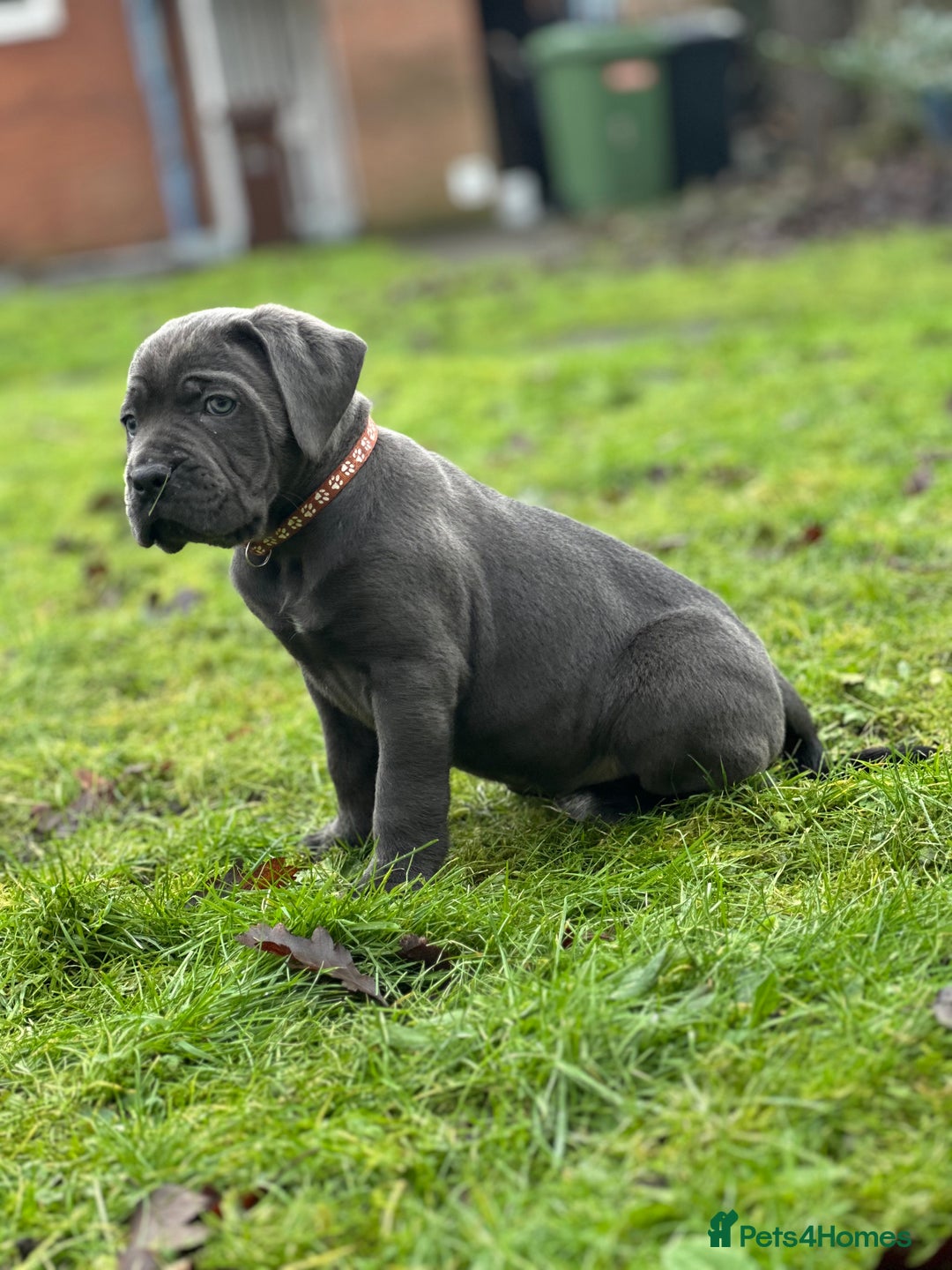 Cane Corso dogs for sale: Balestra Magica Corso IKC/FCI  - Advert 6