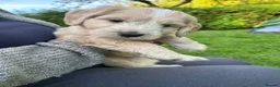 Mixed Breed dogs for sale: Chinese crested cross cocker spaniel in Abergavenny - Advert 6