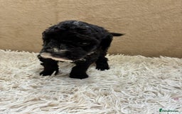 Sproodle dogs for sale: Lovely Sproodles (Springerpoos) - Image 9