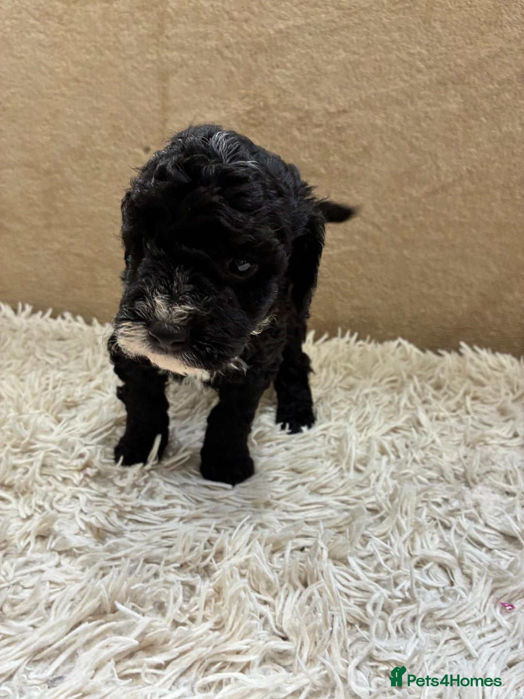 Sproodle dogs for sale: Lovely Sproodles (Springerpoos) - Image 9