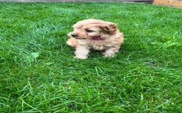 Cockapoo dogs for sale: F1b Cockapoo Puppies Ready Soon for Loving Homes - Image 27