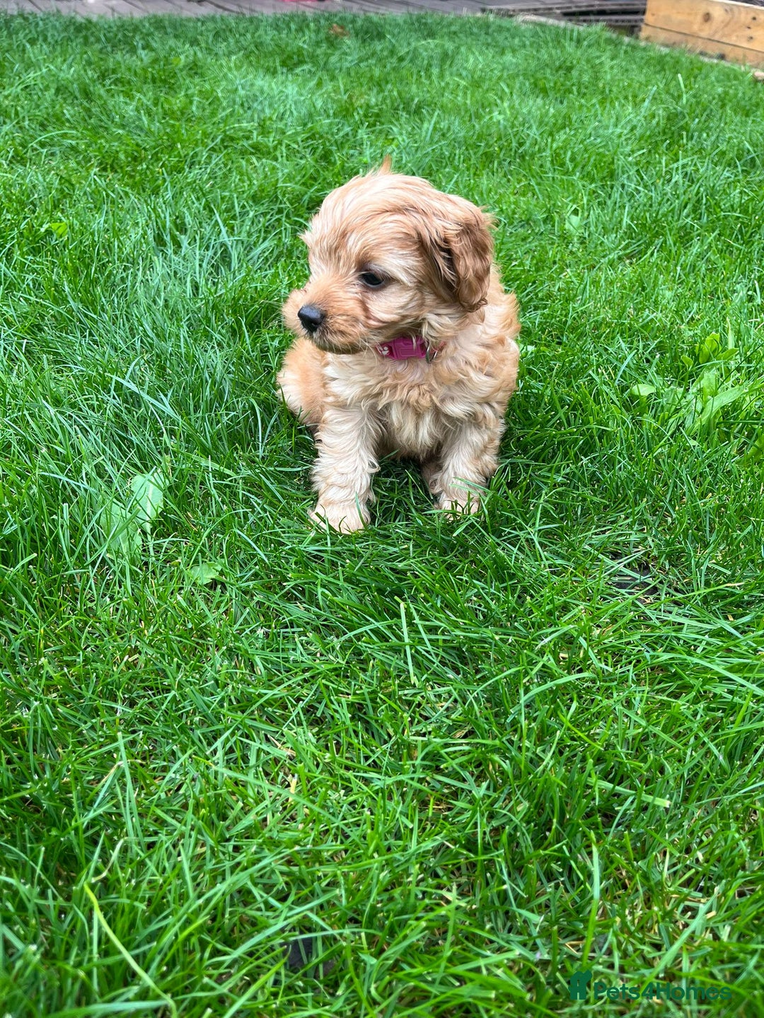 Cockapoo dogs for sale: F1b Cockapoo Puppies Ready Soon for Loving Homes - Image 27