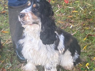 Cocker Spaniel dogs Adorable show cocker boy - Advert 1