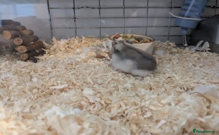 Hamster rodents - Advert 3