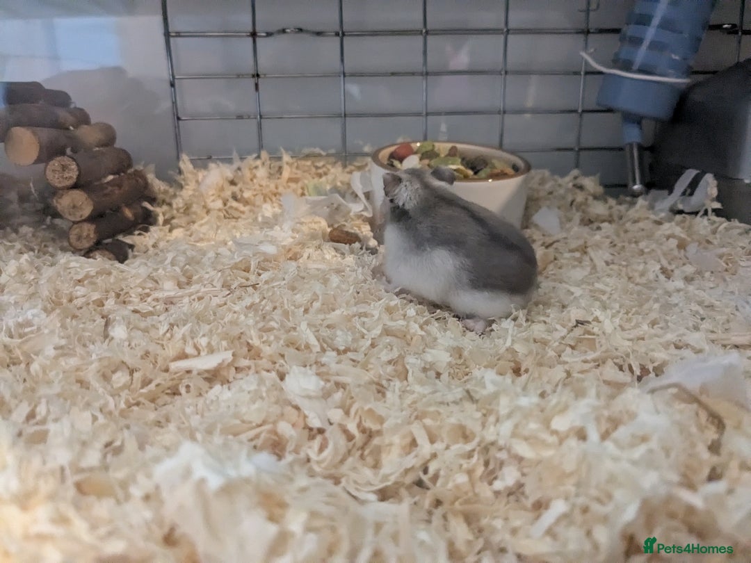 Hamster rodents for sale: Hamster - Image 1
