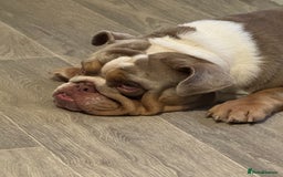 English Bulldog dogs for sale: English bulldog for sale  - Image 3