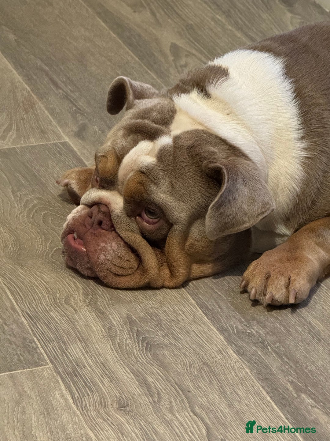 English Bulldog dogs for sale: English bulldog for sale  - Image 3