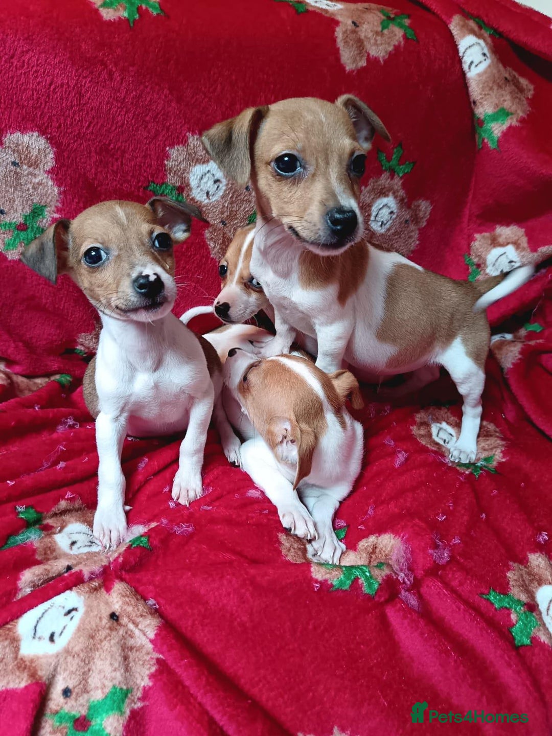 Jack Russell dogs for sale: Jack Russell puppies  - Image 7