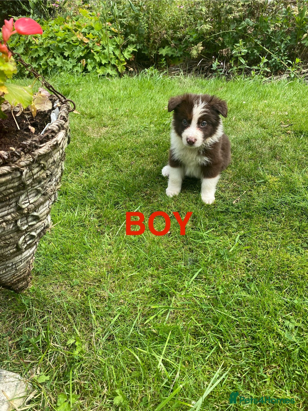 Mixed Breed dogs for sale: Border collie/Welsh collie puppies for sale - Image 4