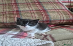 Mixed Breed cats for sale: Beautiful Kittens- Ready Now - Image 8
