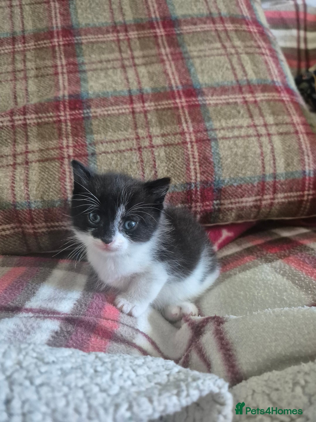 Mixed Breed cats for sale: Beautiful Kittens- Ready Now - Image 8