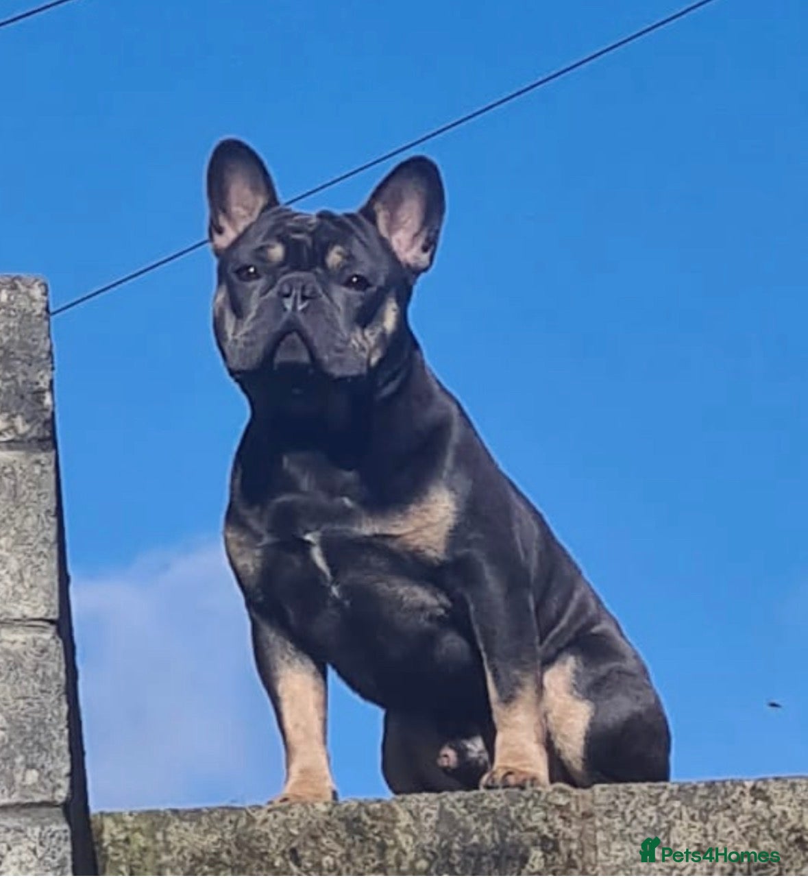 French Bulldog dogs French bulldog stud - Advert 1