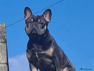 French Bulldog dogs French bulldog stud - Advert 1