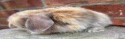 Mini Lop rabbits for sale: Pedigreed pure bred mini lops  - Advert 10